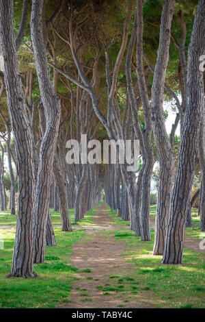 (Italie) - La plage de sable de touristique Abruzzes avec la grande forêt de pins et la célèbre tour château appelé Torre di Cerrano Banque D'Images