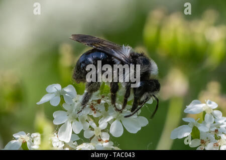 L'exploitation minière cendré (abeille Andrena cineraria) Banque D'Images