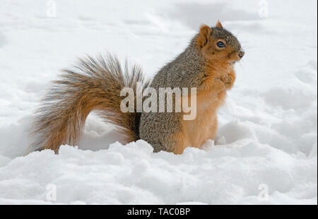 L'Est de l'Écureuil renard ((Sciurus niger) manger des glands de l'hiver, cache E Amérique du Nord, par aller Moody/Dembinsky Assoc Photo Banque D'Images