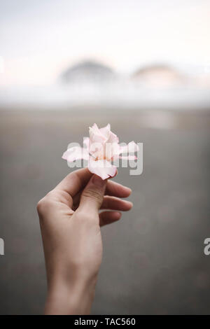 Close-up of woman's hand holding flower oleander Banque D'Images