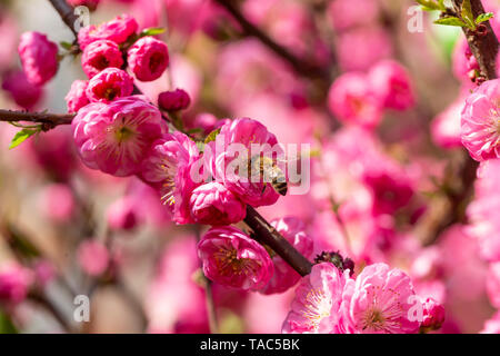 Abeille sur fleur de rose avec l'amandier Banque D'Images