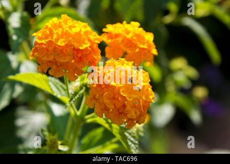 Lantana camara flower Banque D'Images