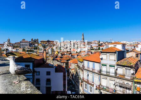 Portugal, Porto, vue sur la ville, Seagull on wall Banque D'Images