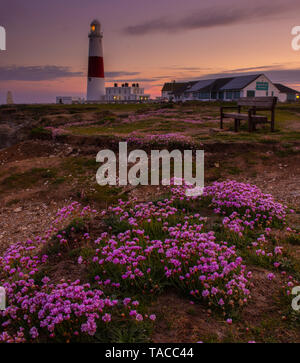 Portland, Dorset, UK. 23 mai 2019. Météo France : Le soleil se couche derrière l'emblématique Portland Bill lighthouse sur l'Île de Portland à la fin d'une belle journée de printemps. La sea thrift roses délicates fleurs sont en pleine floraison rendant le phare particulièrement pittoresque à cette époque de l'année. Credit : Celia McMahon/Alamy Live News. Banque D'Images