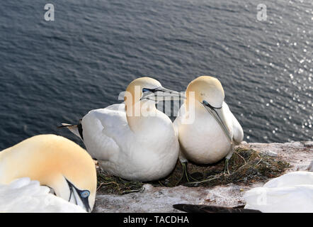 Helgoland, Allemagne. 14 mai, 2019. Une paire de basse de Bassan est assis sur l'écloserie au bord de la roche. Les pièces en plastique sont utilisées dans presque tous les nids de bassan basse sur Helgoland. Les matériaux de nidification artificielles devient aussi un piège mortel pour les autres espèces d'oiseaux. Les scientifiques veulent maintenant savoir où le plastique est venu. (Dpa 'nid plein de plastique - D'où vient le danger souvent mortelle ?') Crédit : Carsten Rehder/dpa/Alamy Live News Banque D'Images