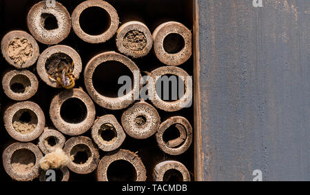 UK, LEICESTERSHIRE - Mai 2019 : Bee du dépôt de pollen dans sa maison de l'abeille Banque D'Images
