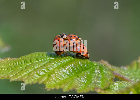 Coccinelle arlequin ( Harmonia axyridis) l'accouplement. Banque D'Images