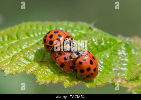 Coccinelle arlequin ( Harmonia axyridis) l'accouplement. Banque D'Images