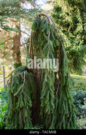 Picea abies, l'épinette de Norvège ou d'épinette. Picea abies 'Inversa' dans le jardin botanique en Pologne. Banque D'Images