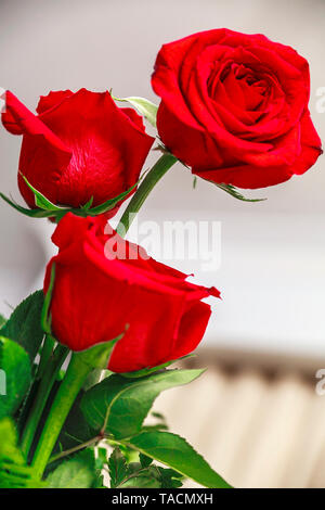 Trois boutons de fleurs rose rouge et des pétales de un vase Banque D'Images