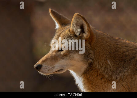 Red wolf (Canis lupus rufus) une rare espèce de loup originaire du sud-est des États-Unis. Photo du zoo. Banque D'Images