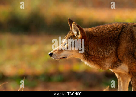 Red wolf (Canis lupus rufus) une rare espèce de loup originaire du sud-est des États-Unis. Photo du zoo. Banque D'Images