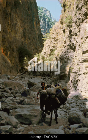 Pack-âne dans les gorges de Samaria, Crète, Grèce, circa 1979 Banque D'Images