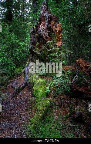 Vieille souche d'arbre couverts de mousse dans la forêt tropicale le long de la voie des piscines bleu Île du Sud, Nouvelle-Zélande Banque D'Images