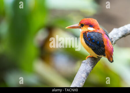 Bel oiseau Bruant à Dwarf-Kingfisher rufidorsa adossés (Ceyx) perché Banque D'Images