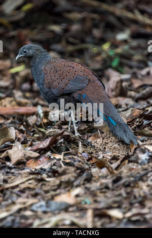 Montagne mâle Peacock-Pheasant / Rothschild Peacock-Pheasant / miroir faisan Banque D'Images