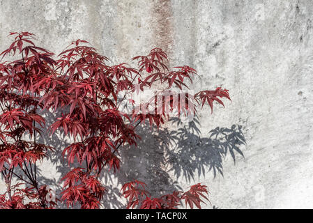 Japanese maple - Acer palmatum - les feuilles contre mur gris sous le soleil Banque D'Images