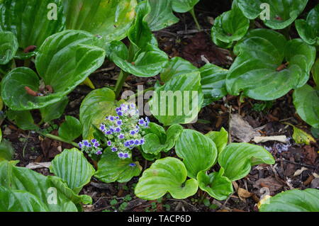 L'Île Chatham forget-me-not (Myosotidium hortensia) Banque D'Images