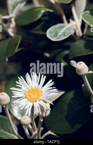 Daisy Rock Markborough, Pachystegia insignis est une espèce de plantes à fleurs de la famille, de la famille des Astéracées. Elle est endémique de Nouvelle-Zélande. Banque D'Images