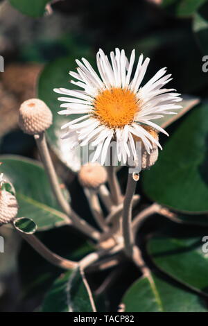 Daisy Rock Markborough, Pachystegia insignis est une espèce de plantes à fleurs de la famille, de la famille des Astéracées. Elle est endémique de Nouvelle-Zélande. Banque D'Images