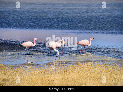 James's flamingo (Phoenicoparrus jamesi), Eduardo Avaroa Réserve Nationale, Salar de Uyuni, Bolivie Banque D'Images