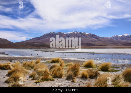 La haute altitude des flamants roses, Salar de Uyuni, Bolivie Banque D'Images