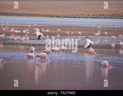 James's flamingo (Phoenicoparrus jamesi), Eduardo Avaroa Réserve Nationale, Salar de Uyuni, Bolivie Banque D'Images
