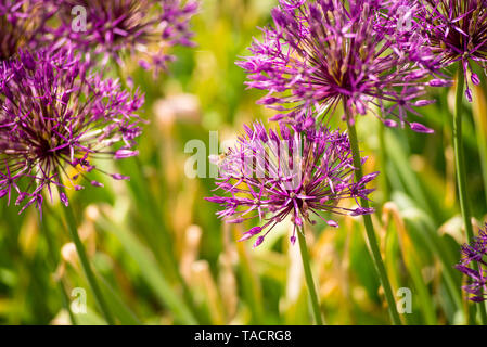 Close up of Allium Purple sensation avec fleurs sur le dessus de l'abeille Banque D'Images