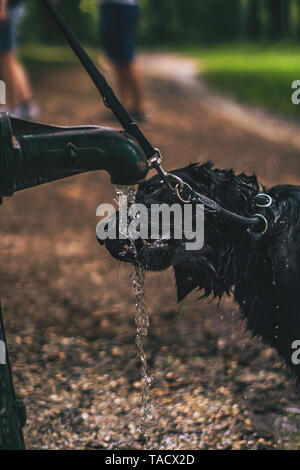 L'eau potable de la fontaine chien Banque D'Images