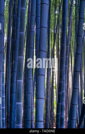 Forêt de bambou Banque D'Images