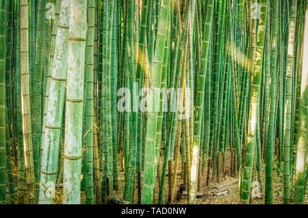 Forêt de bambou Banque D'Images