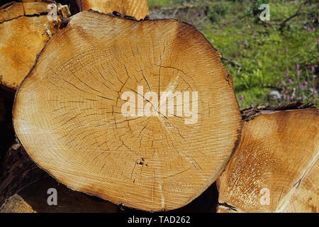 Les troncs des arbres abattus le long du chemin en Ecosse Banque D'Images