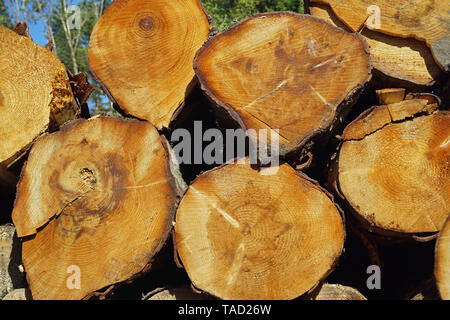 Les troncs des arbres abattus le long du chemin en Ecosse Banque D'Images