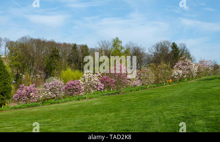 Rangée de magnolias en fleurs dans le jardin botanique de Niemcza, Pologne. Ligne de Magnolia arbres sur la colline verte. Paysage avec de l'herbe bien verte, ciel bleu Banque D'Images