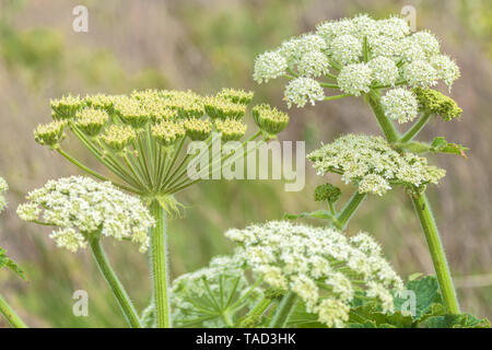 Cowparsnip commun fleurs, Point Reyes National Seashore, California, USA Banque D'Images