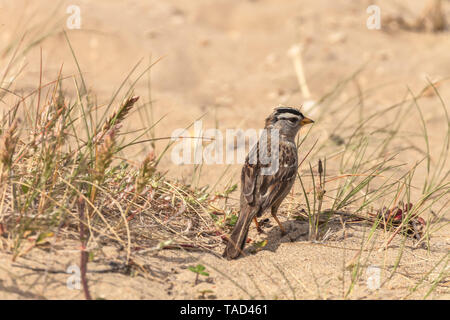 Un bruant à couronne blanche est à la recherche de nourriture parmi la végétation à la plage de dunes de sable, Point Reyes National Seashore, California, United States. Banque D'Images