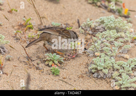 Un bruant à couronne blanche est à la recherche de nourriture parmi la végétation à la plage de dunes de sable, Point Reyes National Seashore, California, United States. Banque D'Images