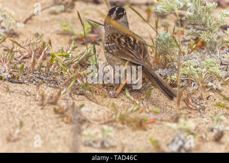 Un bruant à couronne blanche est à la recherche de nourriture parmi la végétation à la plage de dunes de sable, Point Reyes National Seashore, California, United States. Banque D'Images