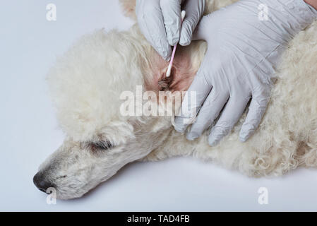 Service de nettoyage des oreilles de chien. Médecin vétérinaire chien contrôle Banque D'Images