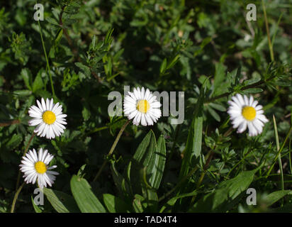 Un groupe de Bellis perennis dans l'herbe au printemps Banque D'Images