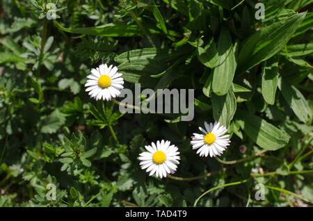 Un groupe de Bellis perennis dans l'herbe au printemps Banque D'Images