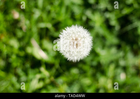Taraxacum, pissenlit transformé en 'prêt pour le vol' graines dans l'herbe au printemps de jour Banque D'Images