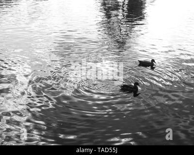 Deux petits canards natation autour du lac, faisant des ondulations sont ils vont. Banque D'Images