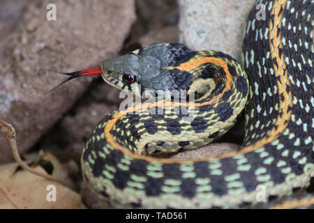 Black-necked cyrtopsis Couleuvre rayée (Thamnophis) Banque D'Images