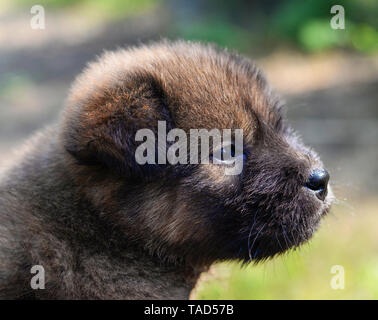 Noir marron chiot mignon chien asie thaï dans jardin plein air / chien triste lonely Banque D'Images