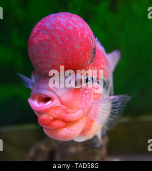 Rouge coloré rocé cichlidés mâle animaux magnifiques poissons Cichlidae louhan -piscine flowerhorn fish tank aquarium sous-marin Banque D'Images