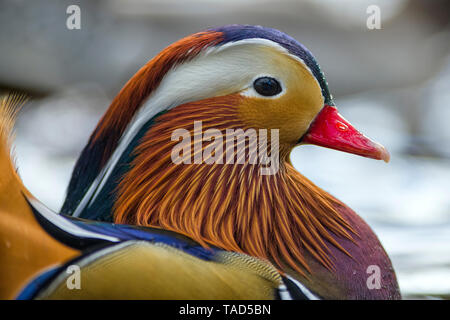 L'Écosse, portrait of male Canard Mandarin Banque D'Images