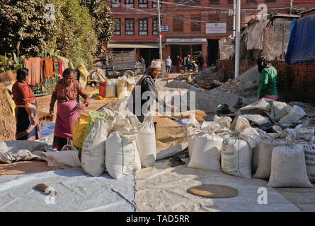 Les agriculteurs en sac de riz séchées, Bhaktapur, Vallée de Katmandou, Népal Banque D'Images