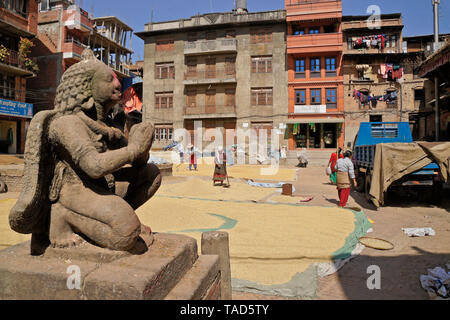 Propagation agriculteurs récolte de riz à sec en soleil en ville supervisée par oiseau garuda statue, Bhaktapur, Vallée de Katmandou, Népal Banque D'Images
