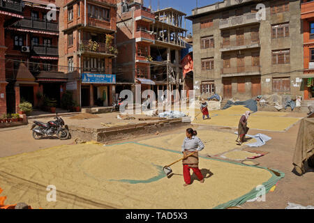 Propagation agriculteurs récolte de riz à sec en soleil dans la Vieille-Ville, Bhaktapur, Vallée de Katmandou, Népal Banque D'Images